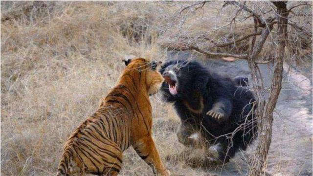 东北虎vs北美灰熊